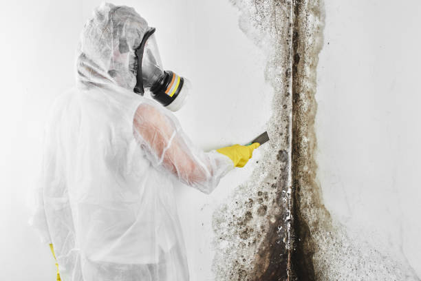 Best Local Mold Removal Service  in Riverdale, NJ