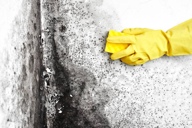 Best Office Mold Removal Services  in Riverdale, NJ