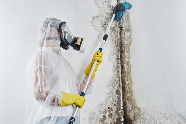 Best Residential Mold Removal  in Riverdale, NJ