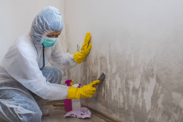 Best Mold Removal Specialists  in Riverdale, NJ