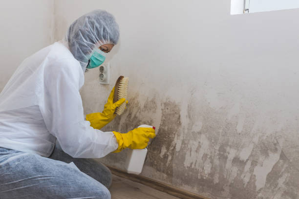 Best Office Mold Removal Services  in Riverdale, NJ