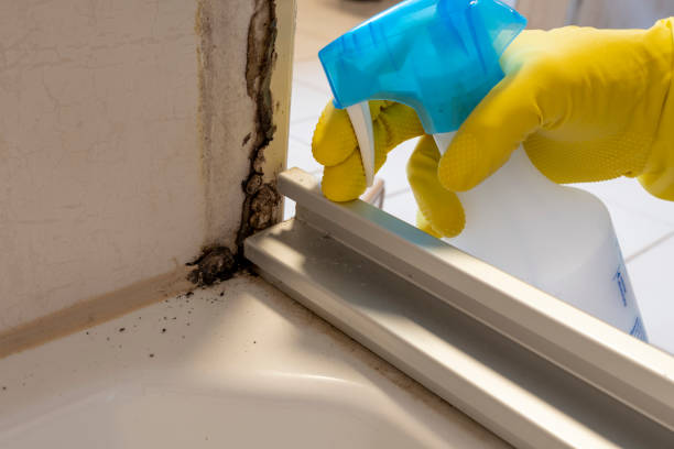 Best Attic Mold Removal  in Riverdale, NJ