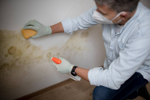 Best Certified Mold Removal  in Riverdale, NJ