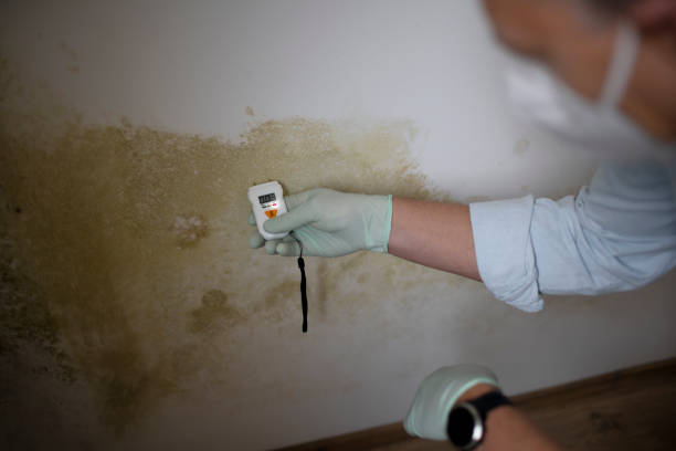 Best Professional Mold Removal  in Riverdale, NJ