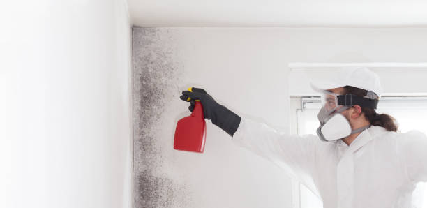 Mold Testing and Removal in Riverdale, NJ