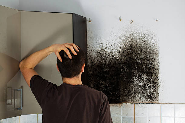 Best Mold Removal Company Near Me  in Riverdale, NJ