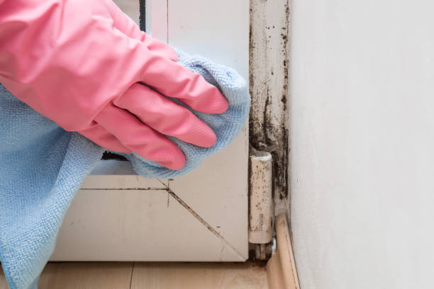 Best Mold Cleaning Services  in Riverdale, NJ