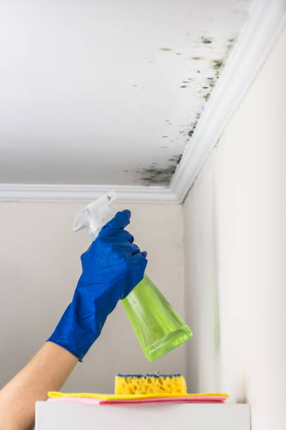 Best Professional Mold Removal  in Riverdale, NJ